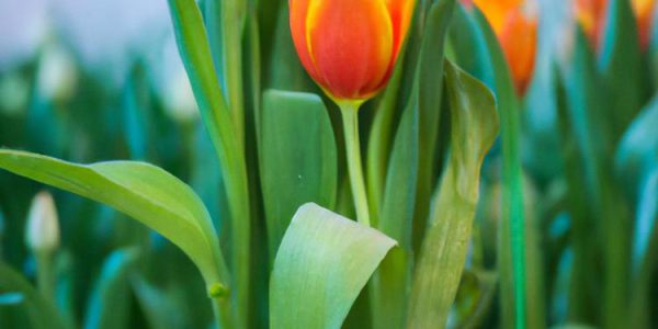 jak sadzić tulipany w doniczce