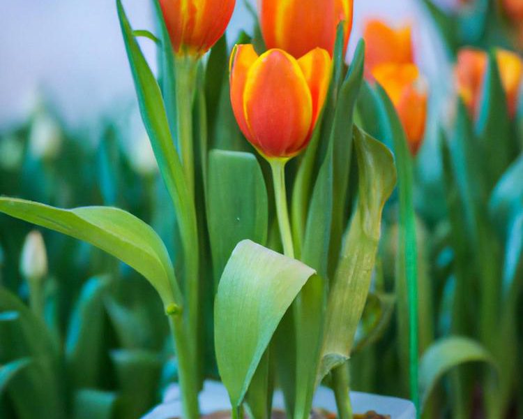 jak sadzić tulipany w doniczce